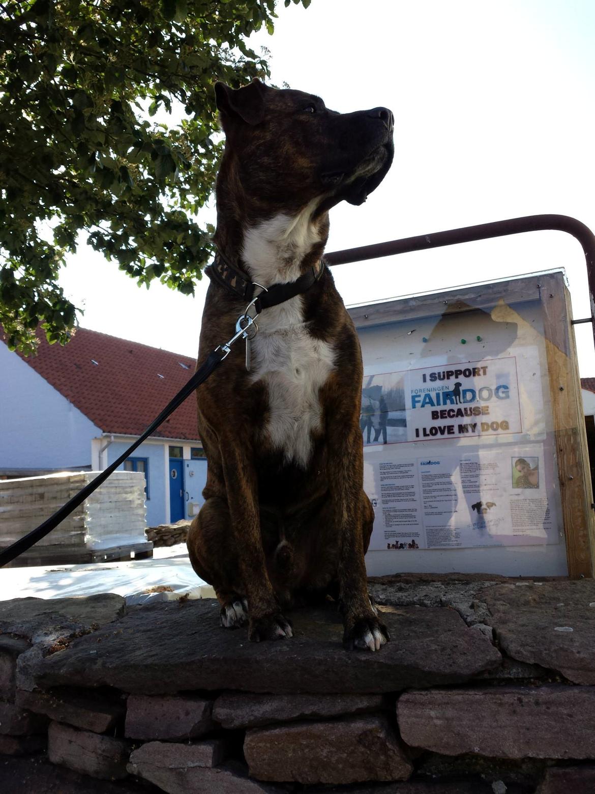 Blanding af racer $ Dollar $ billede 5