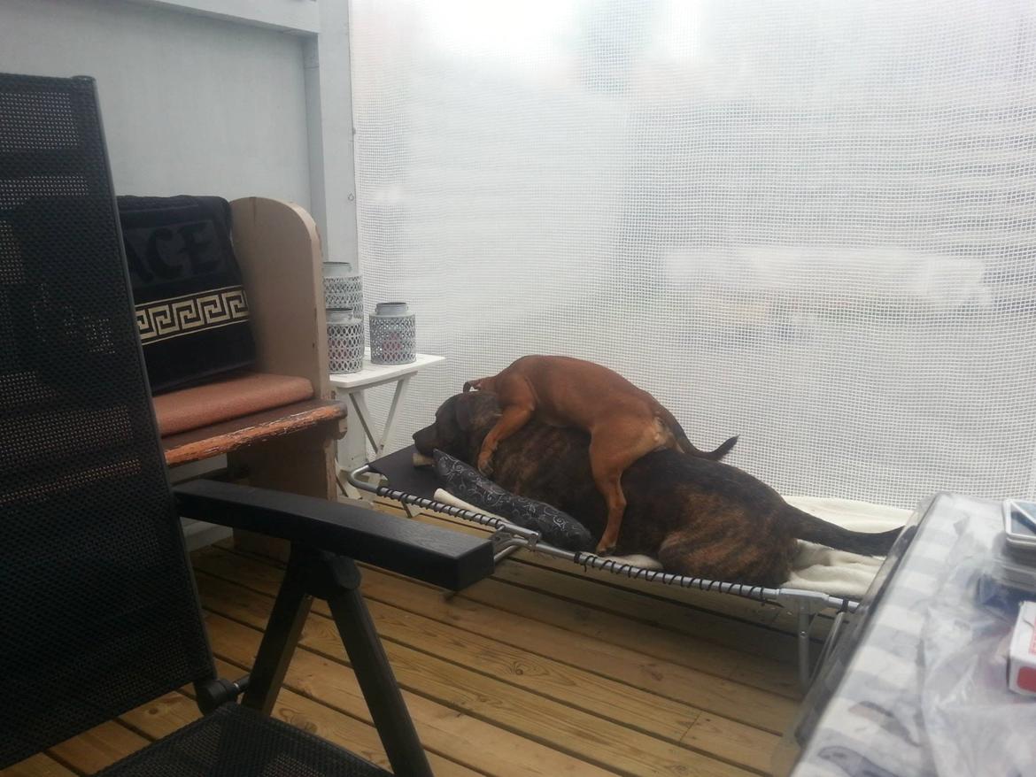 Blanding af racer $ Dollar $ - har vi ikke alle prøvet at ha en af de fætre der bare skal være med i ALT xD billede 6