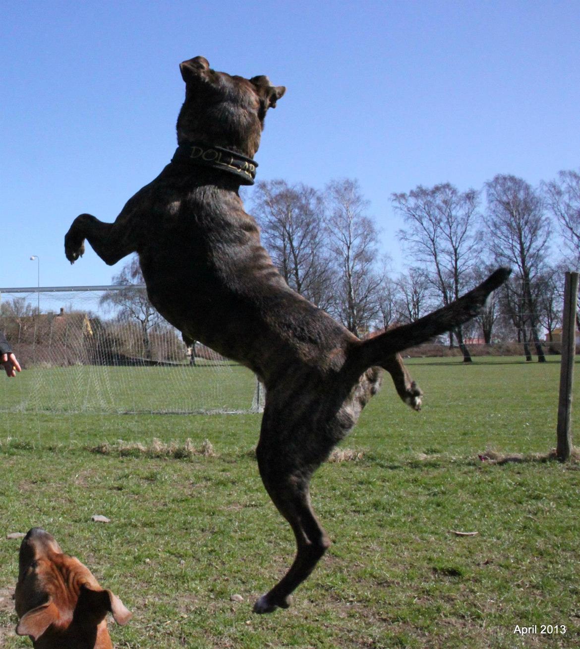 Blanding af racer $ Dollar $ billede 1