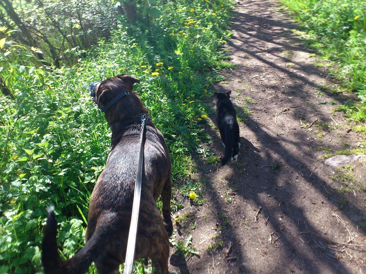 Blanding af racer $ Dollar $ - Dollar har sin bedste ven med på tur billede 8