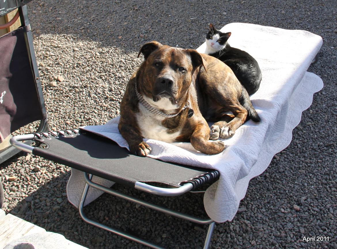 Blanding af racer $ Dollar $ billede 12