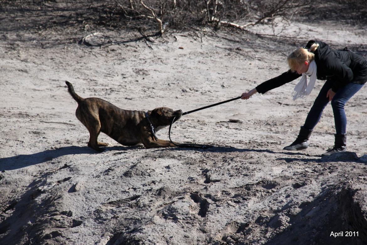 Blanding af racer $ Dollar $ billede 14