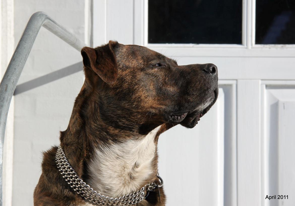 Blanding af racer $ Dollar $ billede 15