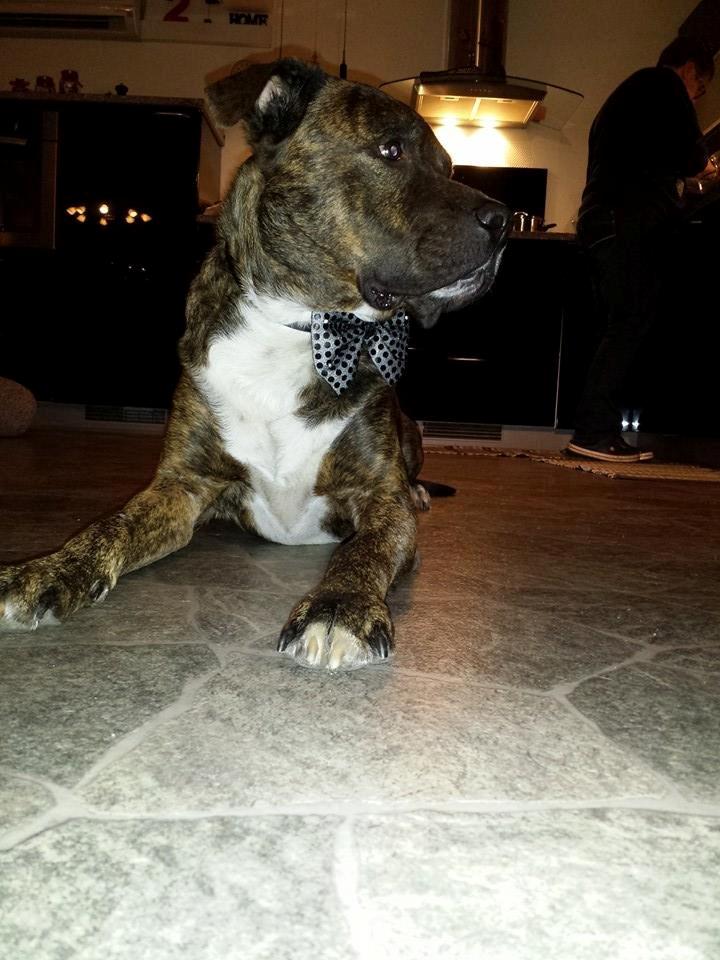 Blanding af racer $ Dollar $ billede 16