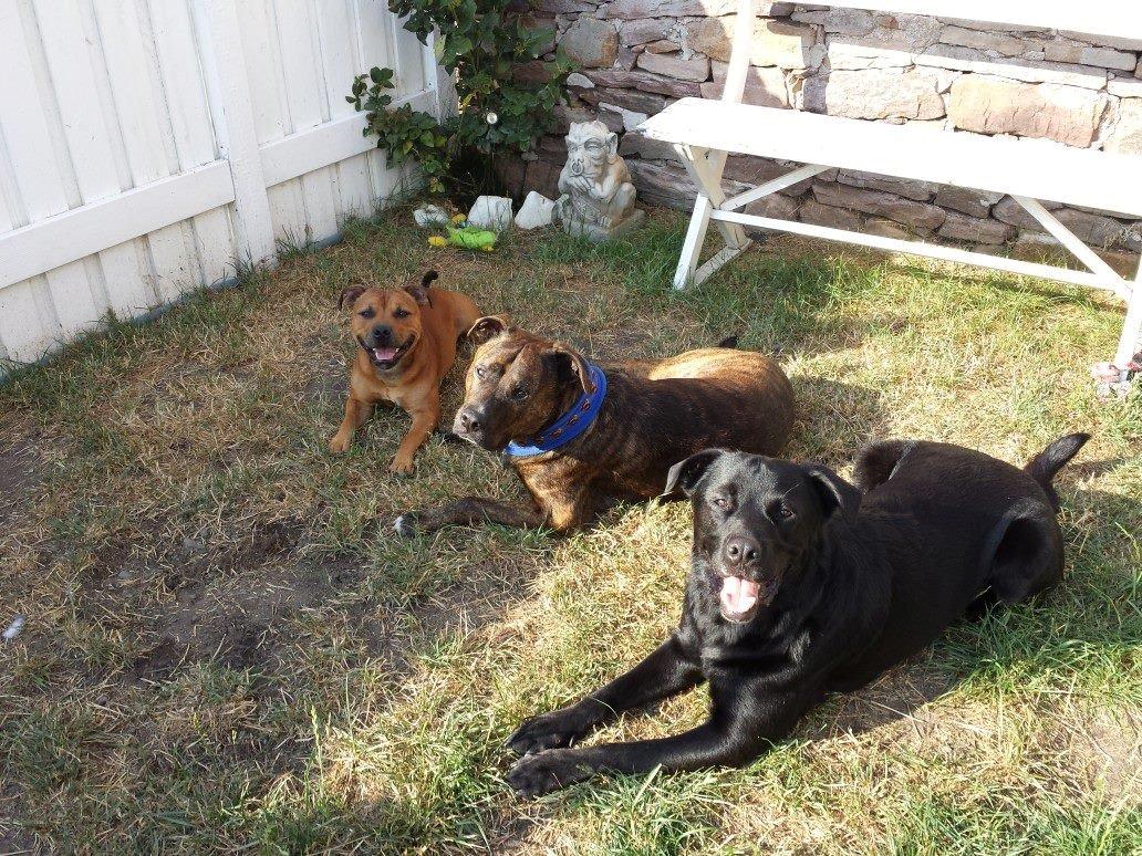 Blanding af racer $ Dollar $ - Besøg af fætter Niño og fætter Bosse fra sjælland <3 billede 3