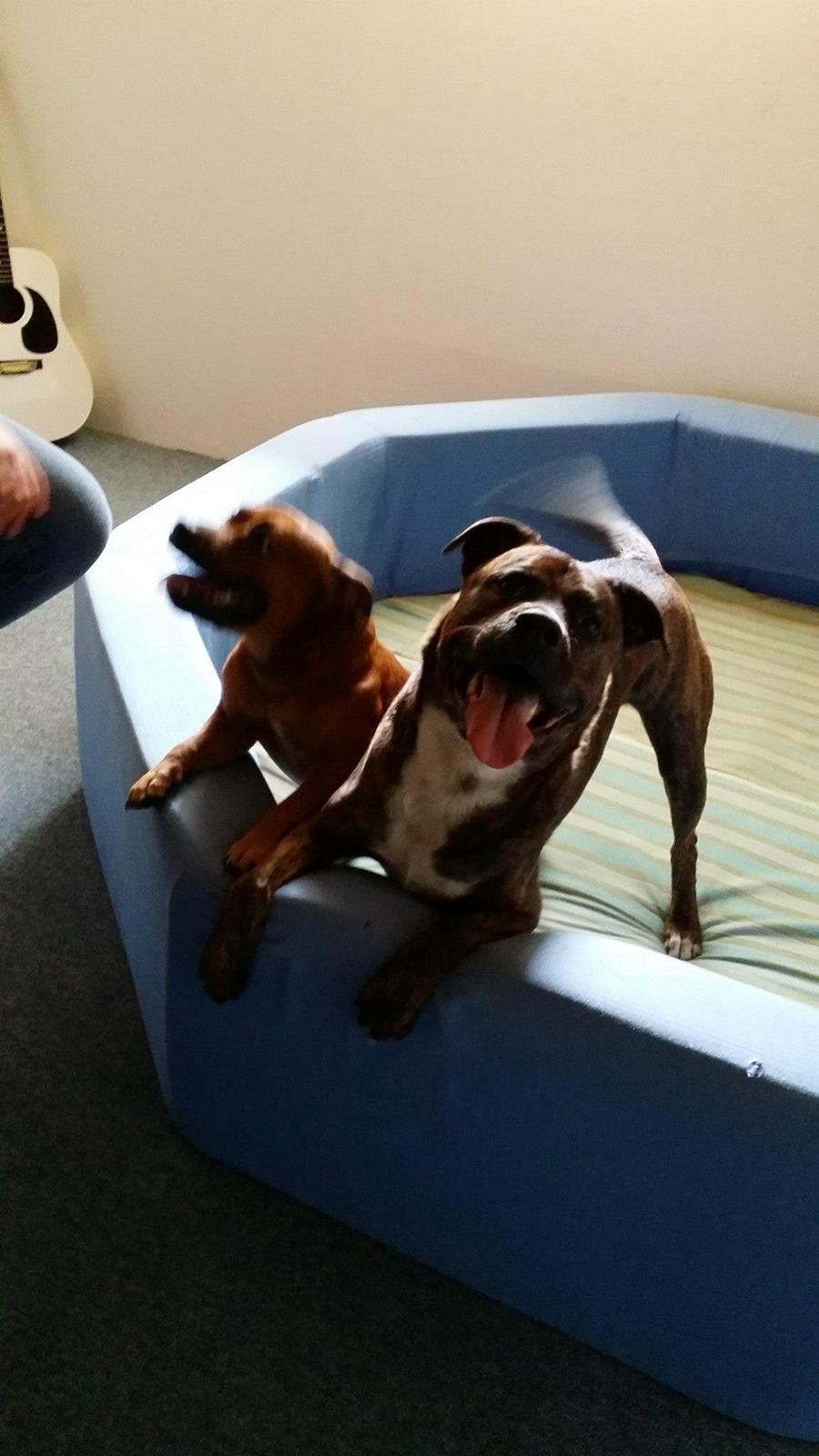 Blanding af racer $ Dollar $ billede 2