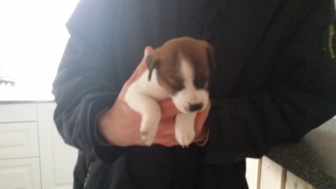 Dansk svensk gaardhund Bjanka billede 1