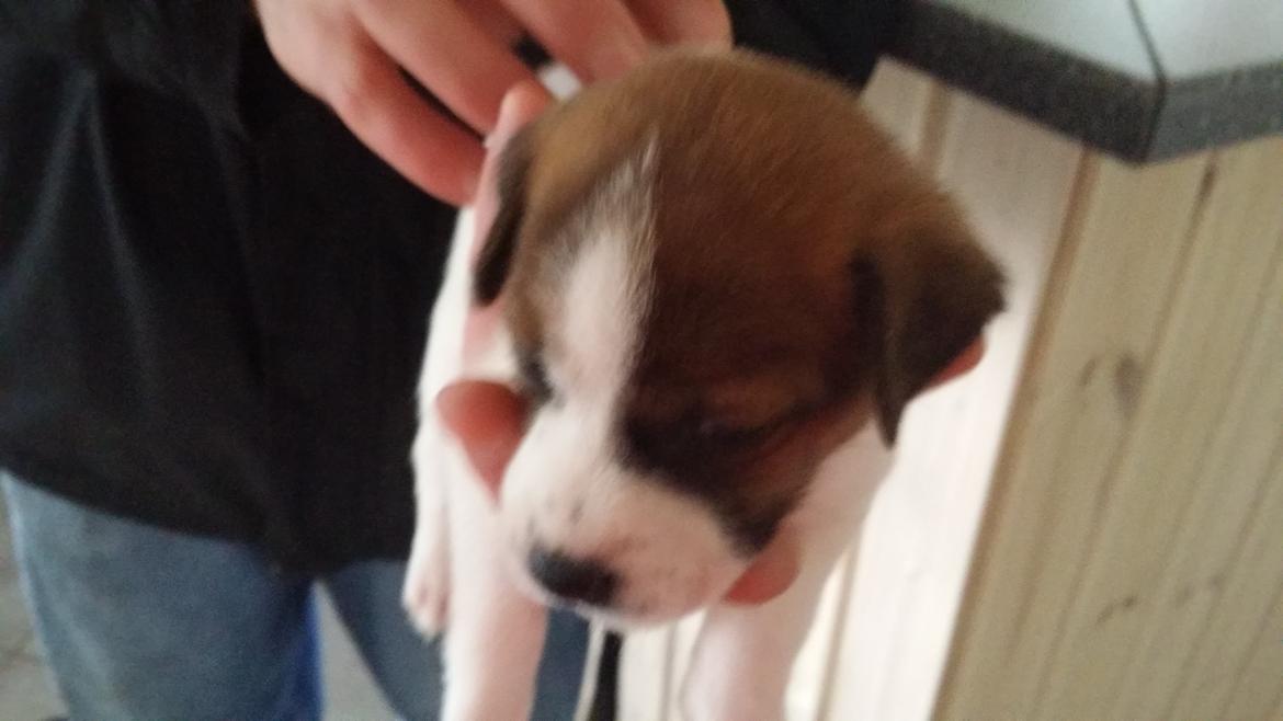 Dansk svensk gaardhund Bjanka billede 2