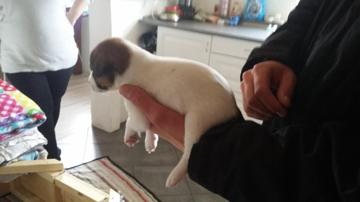 Dansk svensk gaardhund Bjanka billede 3