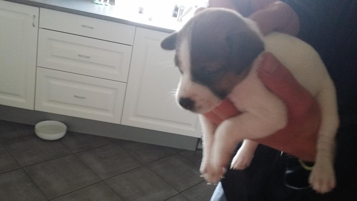 Dansk svensk gaardhund Bjanka billede 4