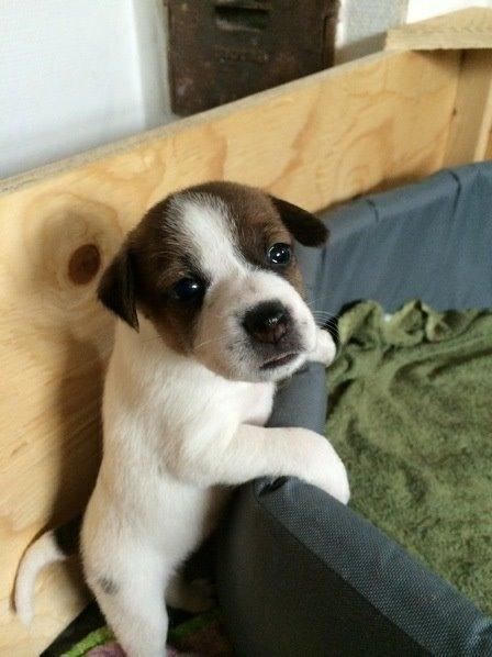 Dansk svensk gaardhund Bjanka billede 5