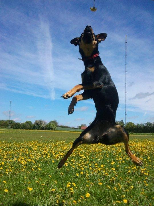 Blanding af racer Lady - *Fotograf: Ida Thøt Mortensen* billede 1