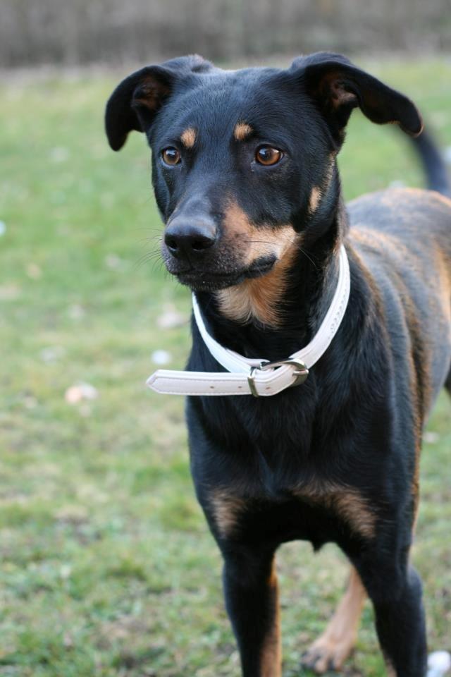 Blanding af racer Lady - *Fotograf: Ida Thøt Mortensen* billede 2