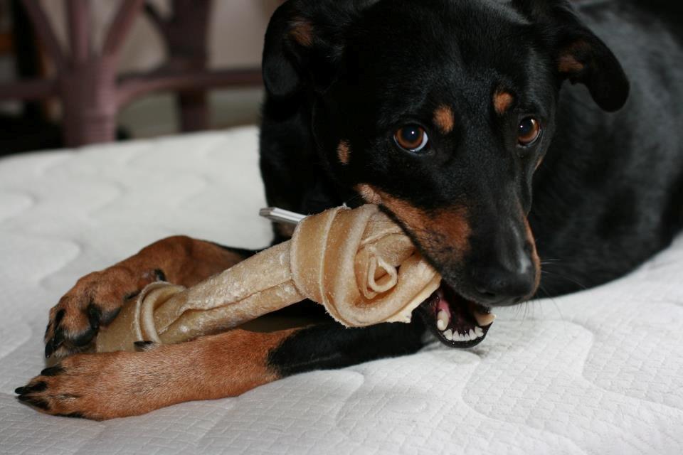 Blanding af racer Lady - *Fotograf: Ida Thøt Mortensen* billede 4