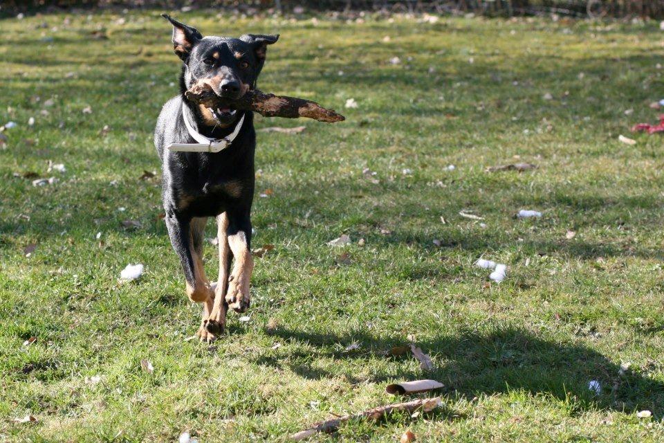 Blanding af racer Lady - *Fotograf: Ida Thøt Mortensen* billede 5