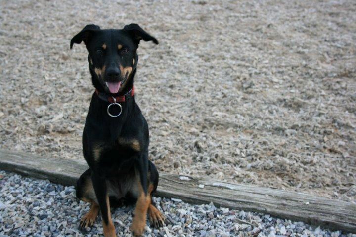 Blanding af racer Lady - *Fotograf: Ida Thøt Mortensen* billede 6