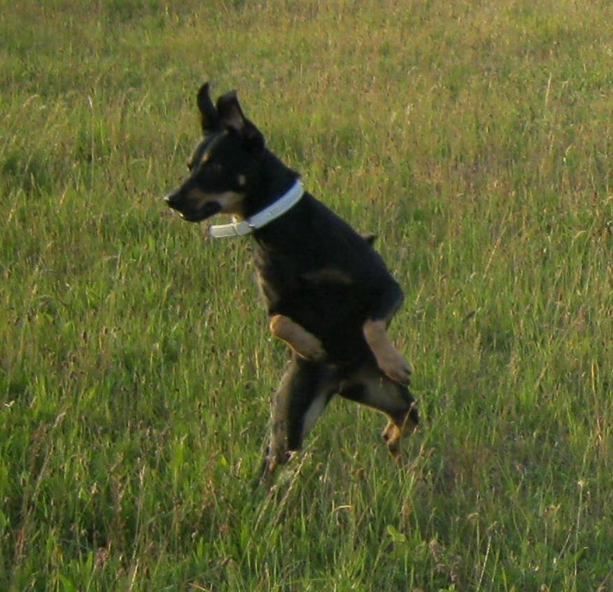 Blanding af racer Lady - *Fotograf: Ida Thøt Mortensen* billede 7