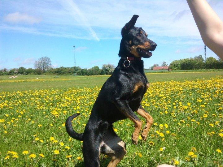 Blanding af racer Lady - *Fotograf: Ida Thøt Mortensen* billede 8