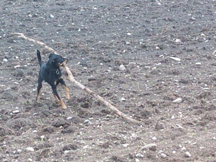 Blanding af racer Lady - *Fotograf: Ida Thøt Mortensen* billede 9