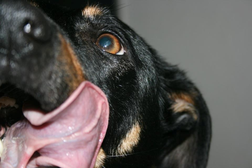 Blanding af racer Lady - *Fotograf: Ida Thøt Mortensen* billede 10