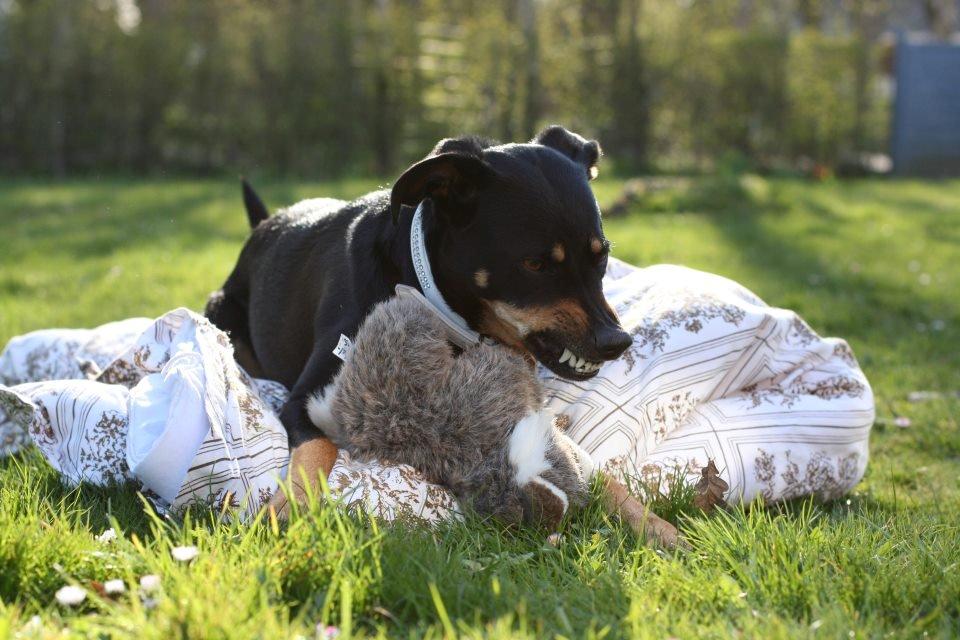 Blanding af racer Lady - *Fotograf: Ida Thøt Mortensen* billede 3
