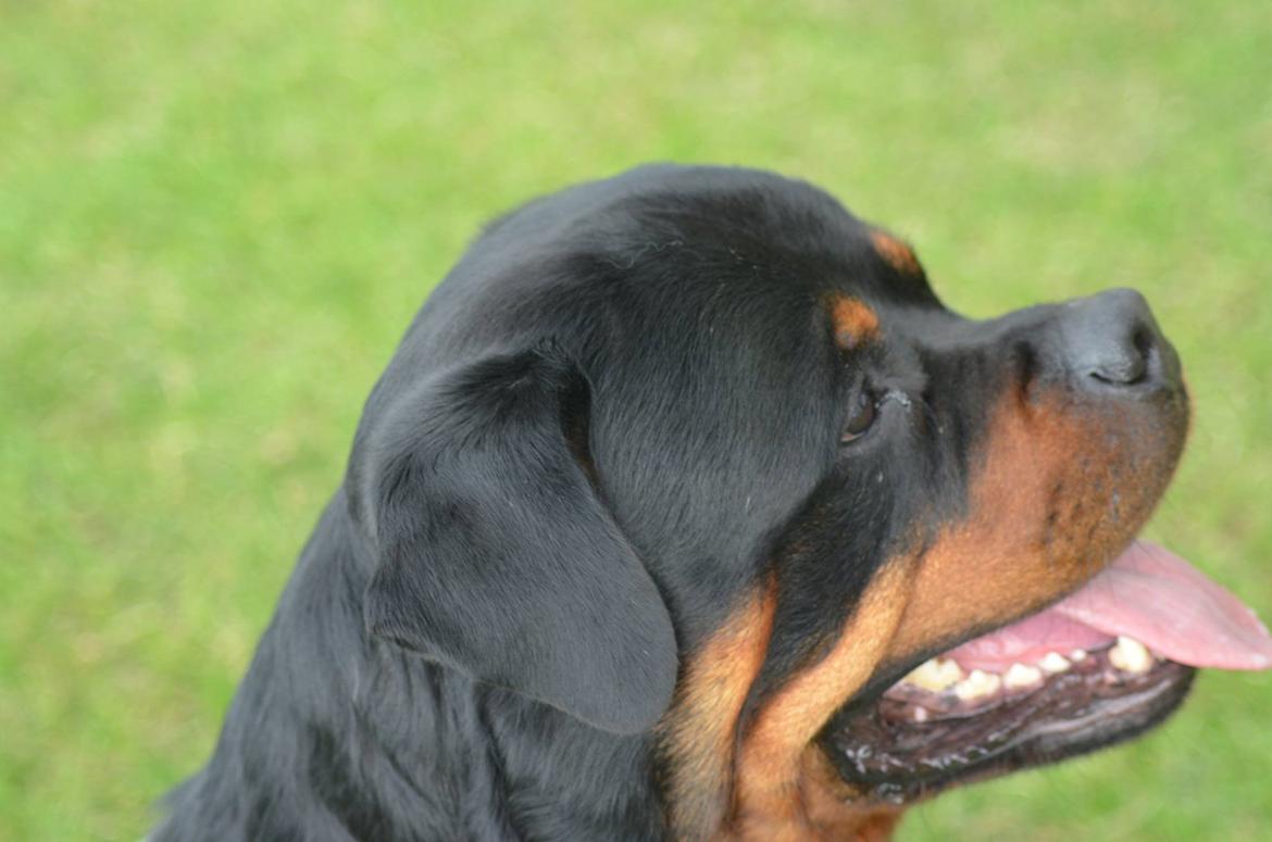 Rottweiler Arzadon Racos billede 21