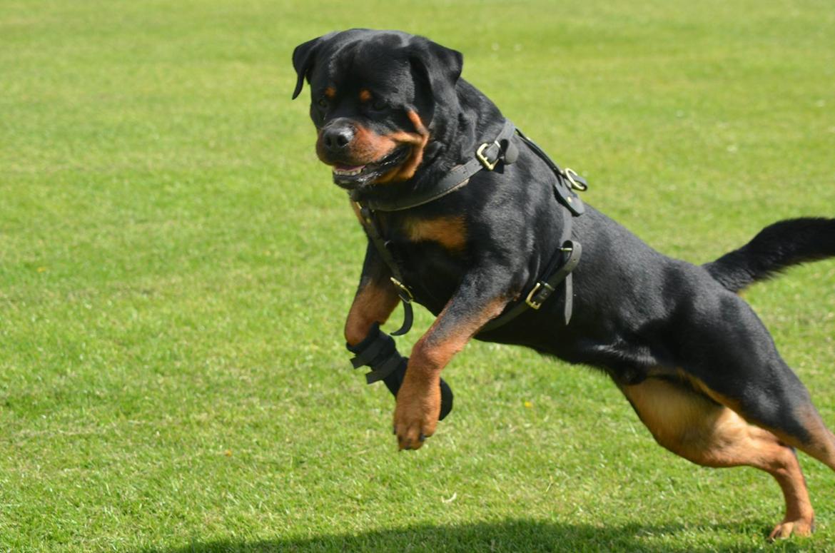 Rottweiler Arzadon Racos billede 22