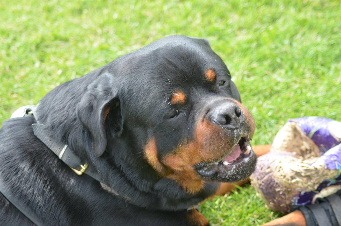 Rottweiler Arzadon Racos billede 23