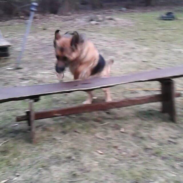 Schæferhund Luka - Lidt spring træning med Luka:)<3 billede 9