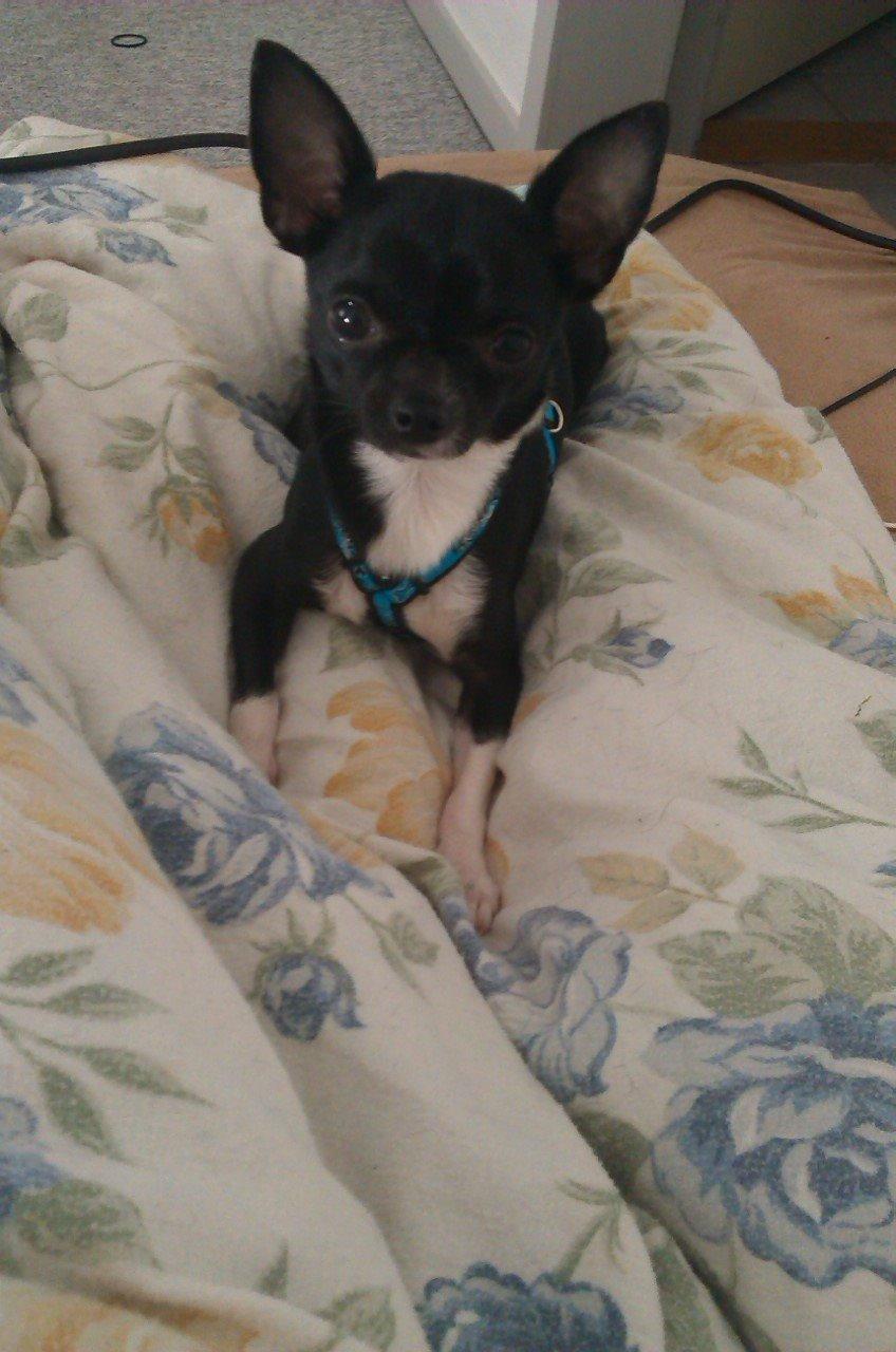 Chihuahua cody billede 1