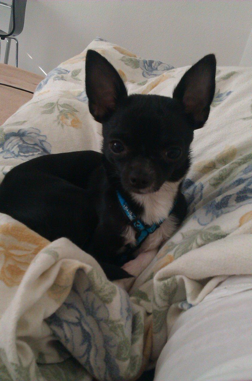 Chihuahua cody billede 2