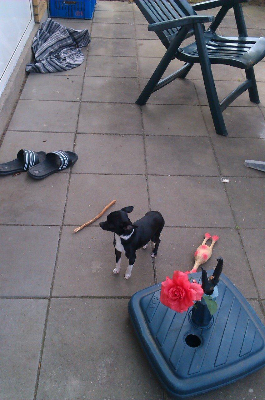 Chihuahua cody billede 3