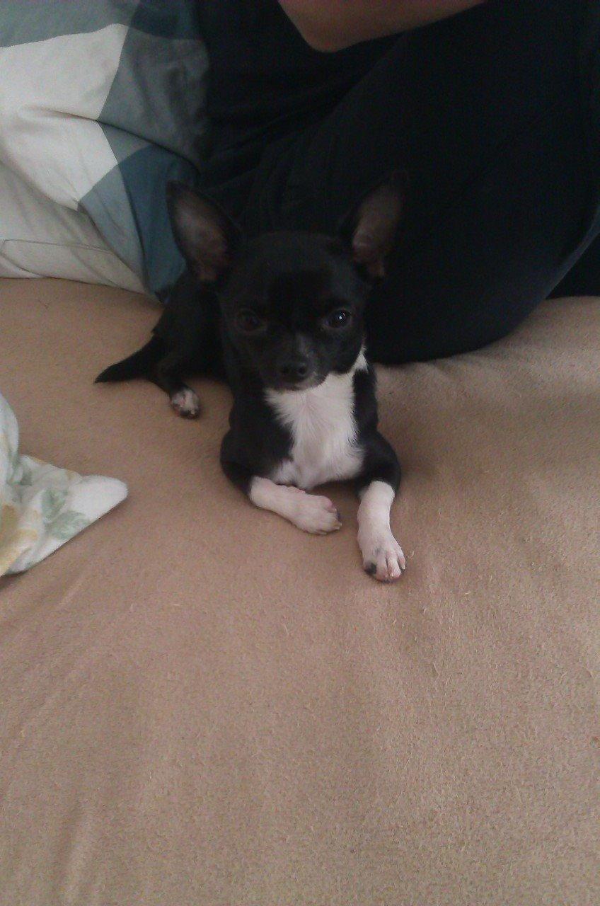 Chihuahua cody billede 4