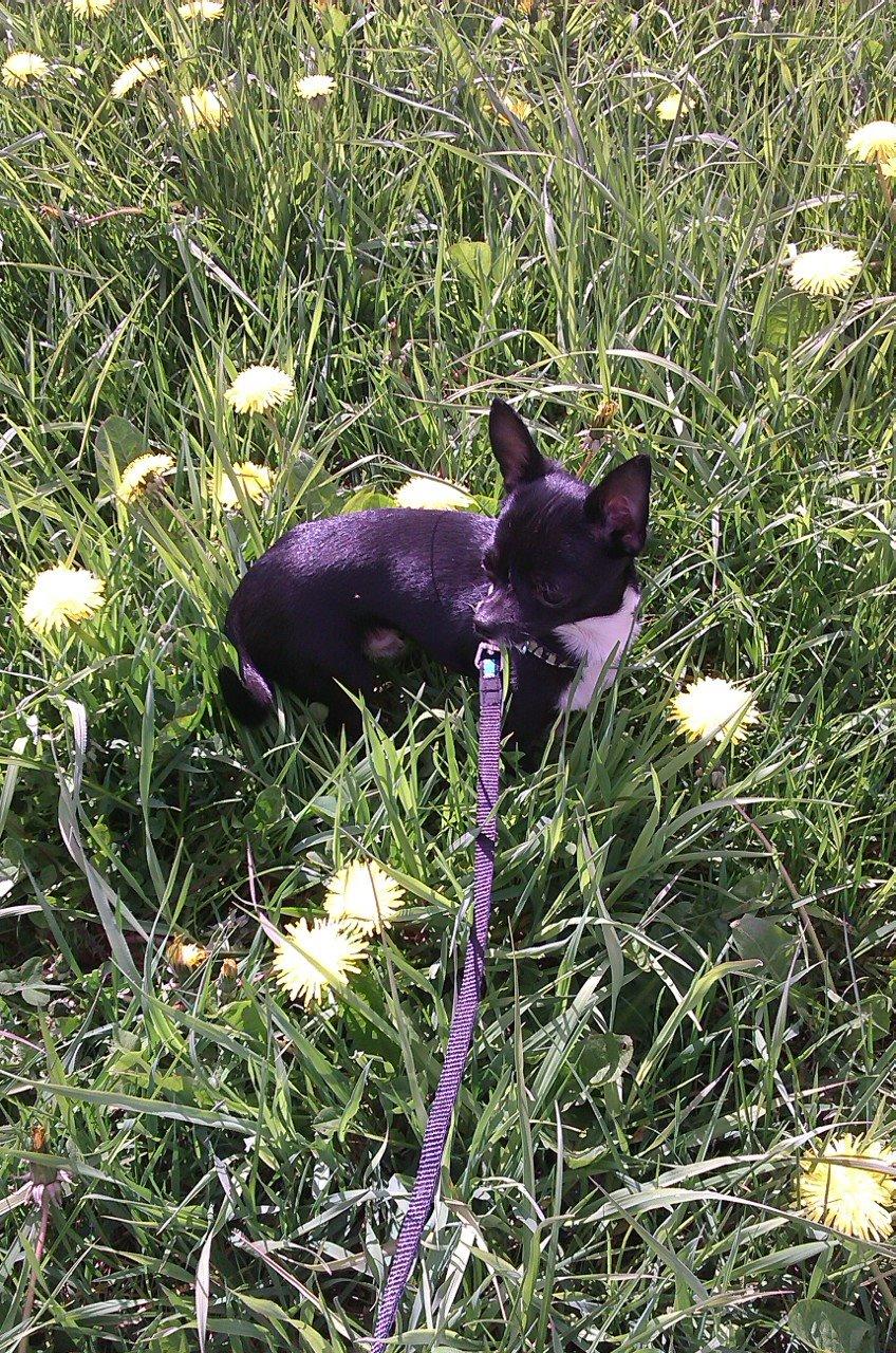 Chihuahua cody billede 5