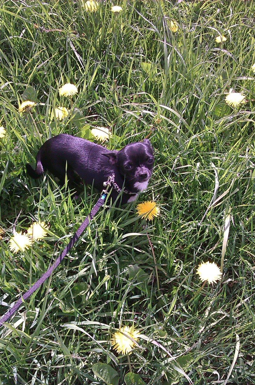 Chihuahua cody billede 6