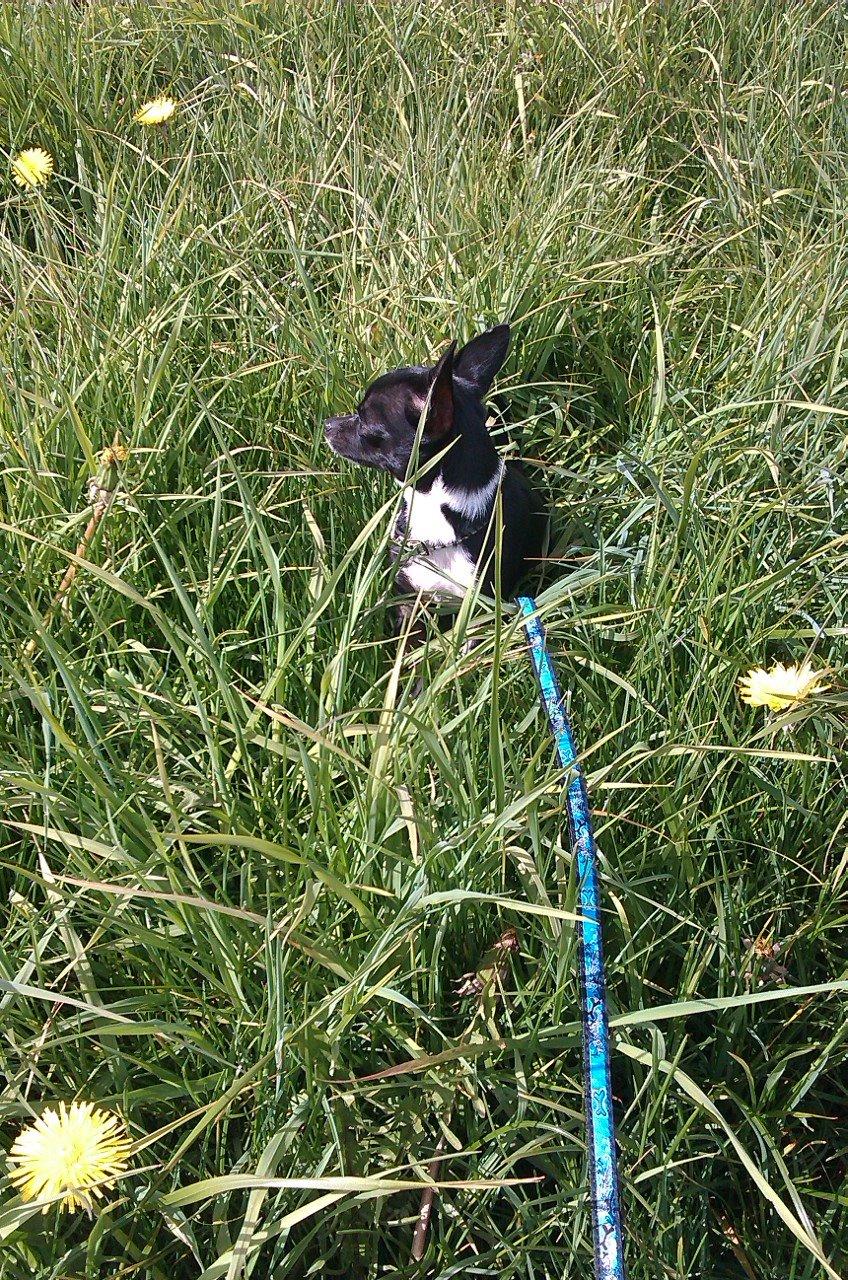 Chihuahua cody billede 7