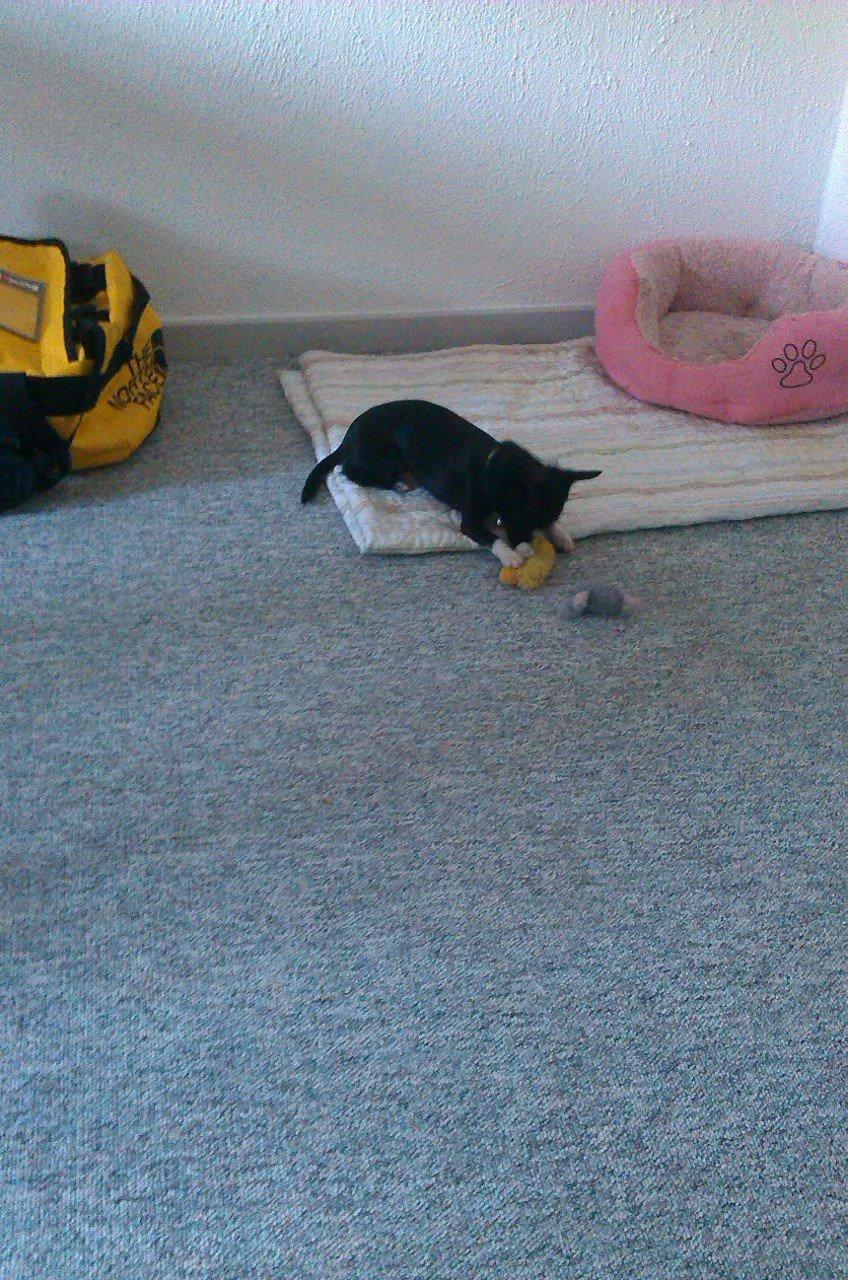 Chihuahua cody billede 8