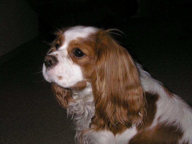 Cavalier king charles spaniel Victor billede 7