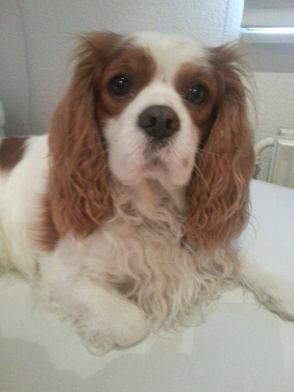Cavalier king charles spaniel Victor billede 1