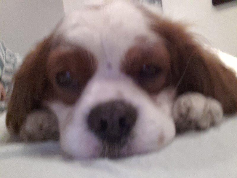 Cavalier king charles spaniel Victor billede 8