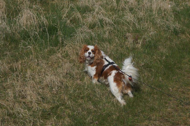Cavalier king charles spaniel Victor billede 12