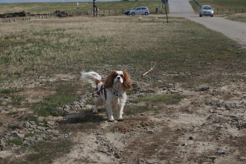 Cavalier king charles spaniel Victor billede 11