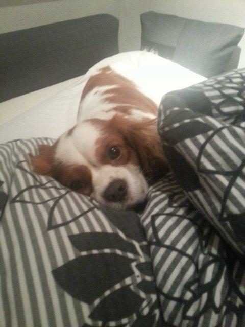 Cavalier king charles spaniel Victor billede 9