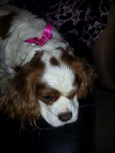 Cavalier king charles spaniel Victor billede 10