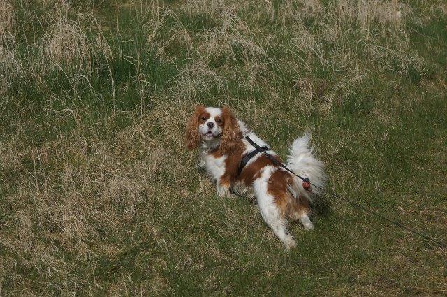 Cavalier king charles spaniel Victor billede 13