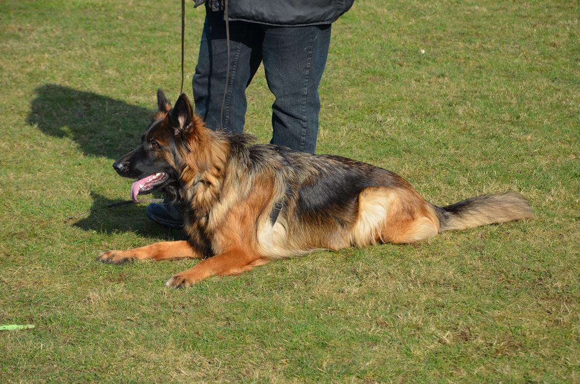 Schæferhund Hassenkam's Christa - Træningsdag i kreds 55 en solrig februar dag. billede 2