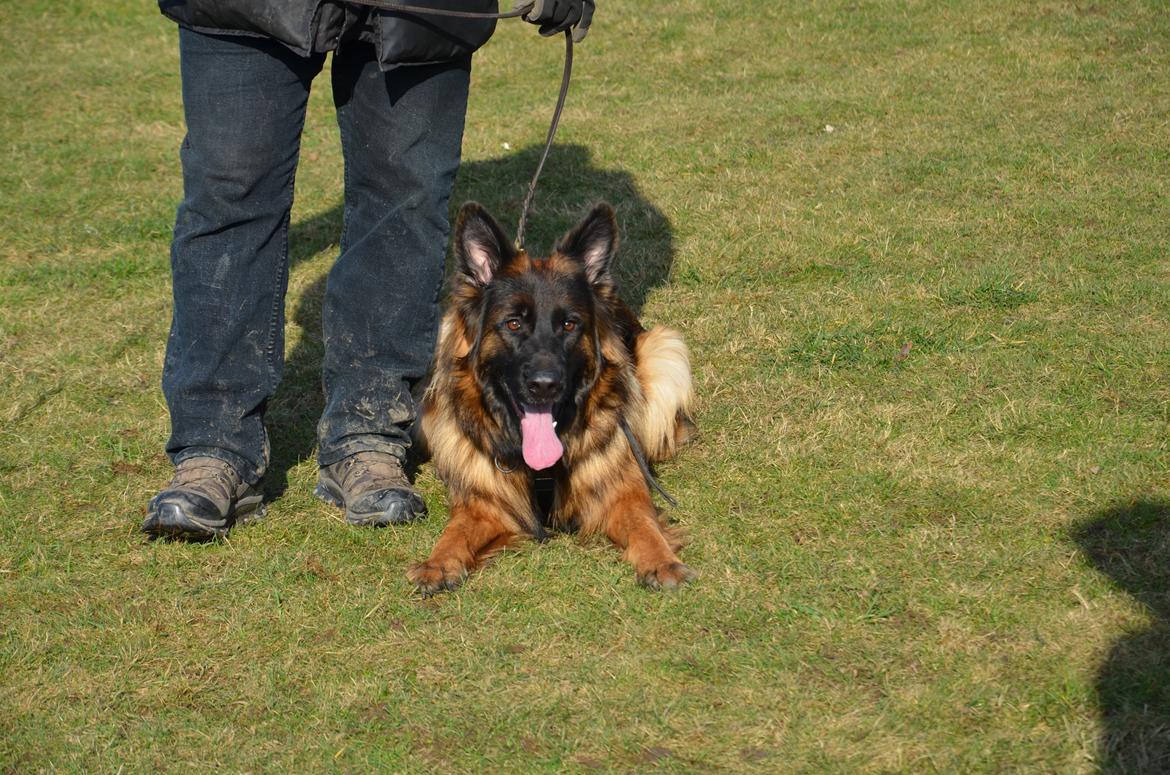 Schæferhund Hassenkam's Christa - Træningsdag i kreds 55 en solrig februar dag. billede 3