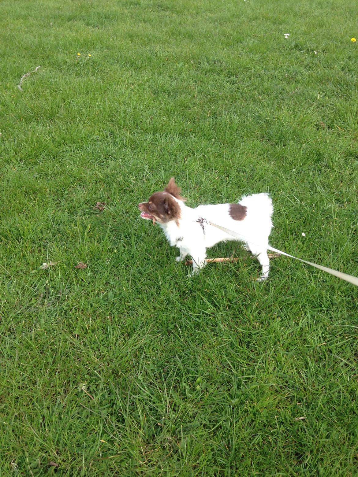 Chihuahua Mynthe billede 22