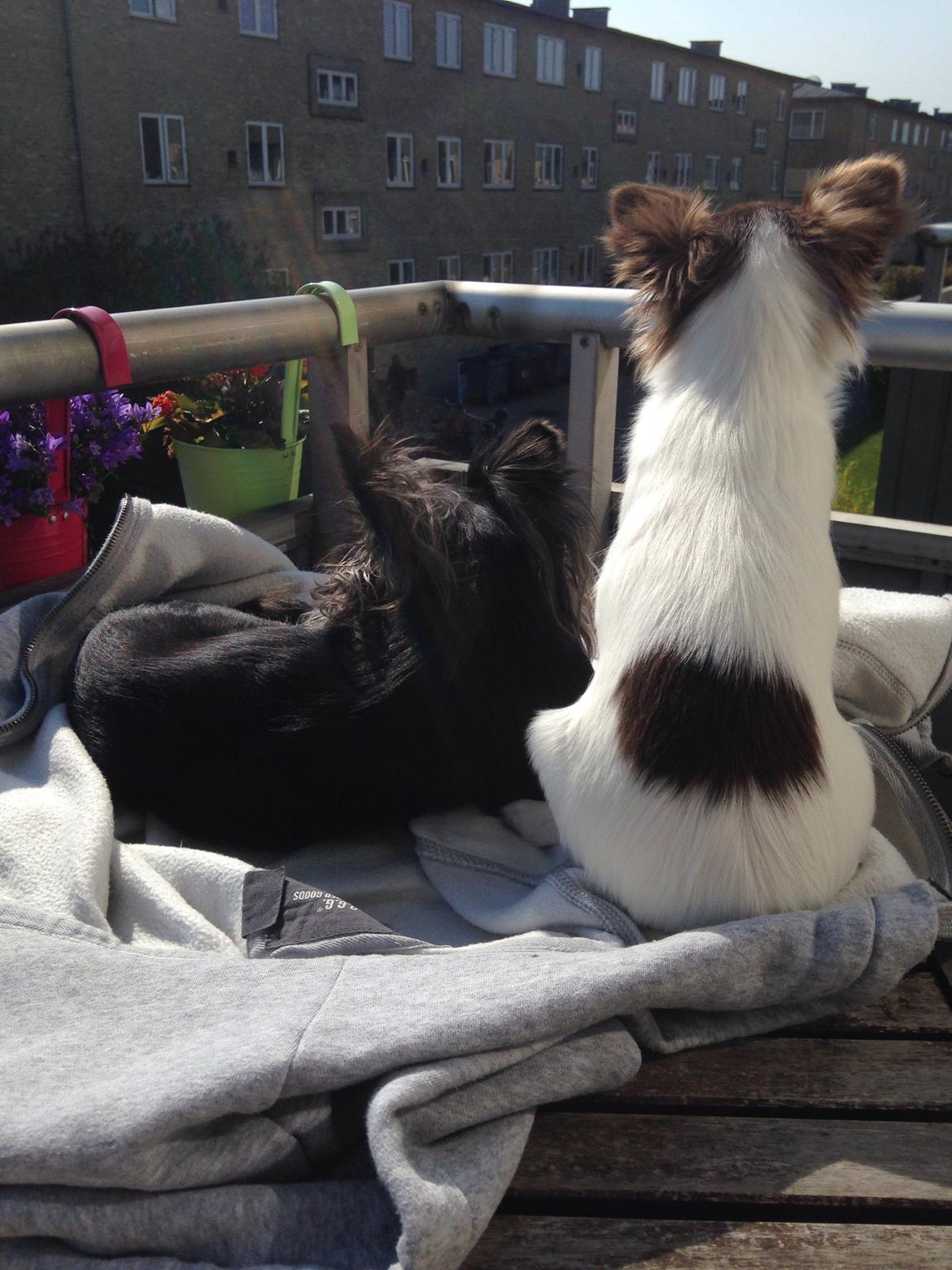 Chihuahua Mynthe billede 23