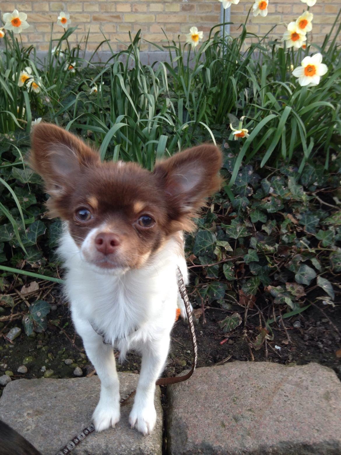 Chihuahua Mynthe billede 24